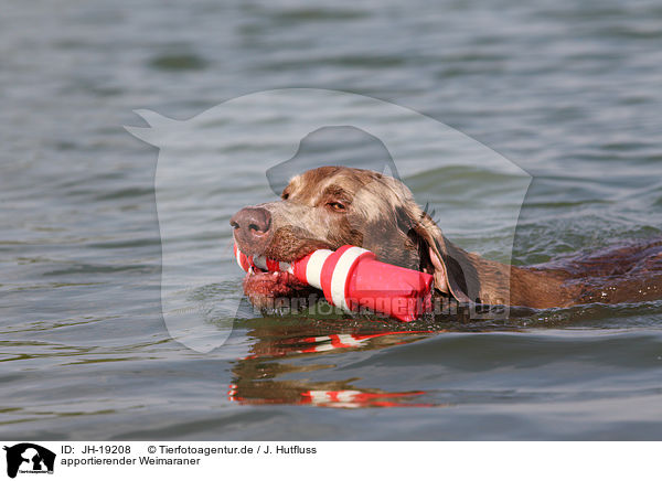 apportierender Weimaraner / retrieving Weimaraner / JH-19208