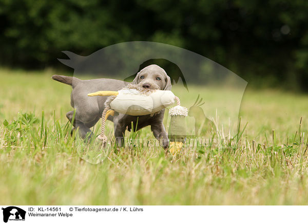 Weimaraner Welpe / Weimaraner Puppy / KL-14561