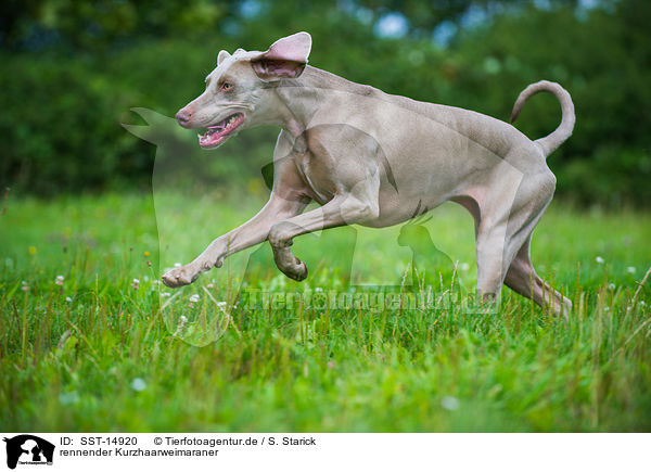 rennender Kurzhaarweimaraner / SST-14920