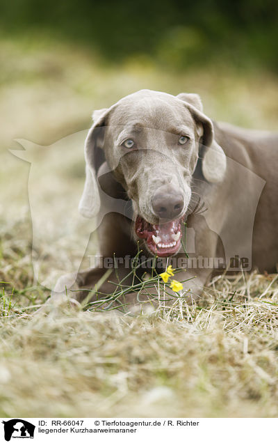 liegender Kurzhaarweimaraner / lying shorthaired Weimaraner / RR-66047