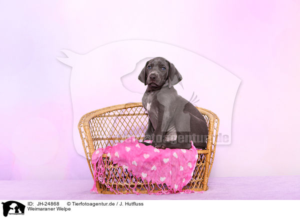 Weimaraner Welpe / Weimaraner Puppy / JH-24868