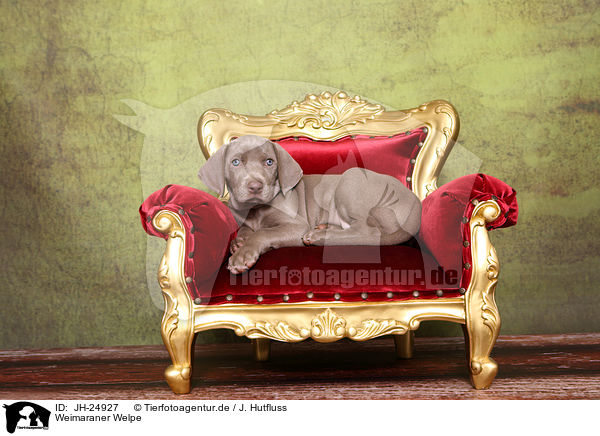 Weimaraner Welpe / Weimaraner Puppy / JH-24927