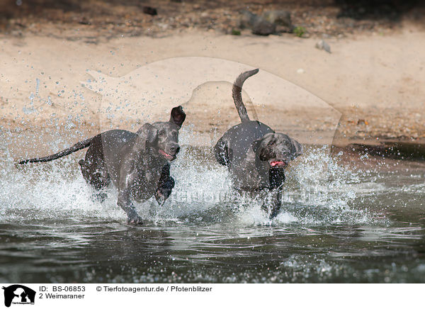 2 Weimaraner / 2 Weimaraner / BS-06853