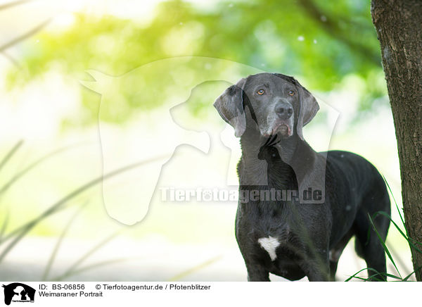 Weimaraner Portrait / Weimaraner Portrait / BS-06856
