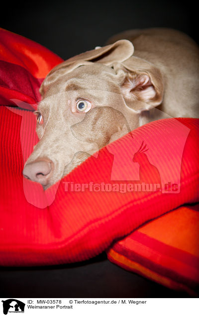Weimaraner Portrait / Weimaraner Portrait / MW-03578
