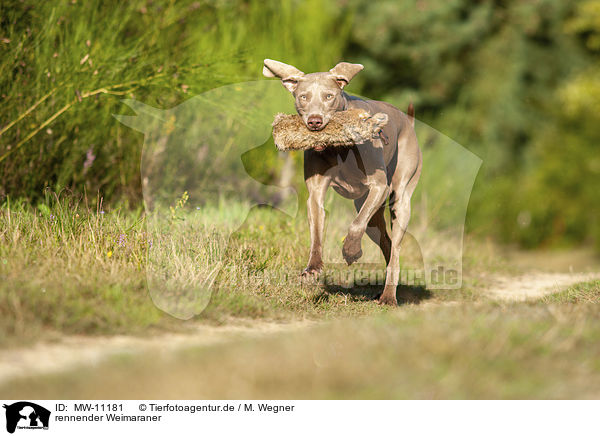 rennender Weimaraner / running Weimaraner / MW-11181