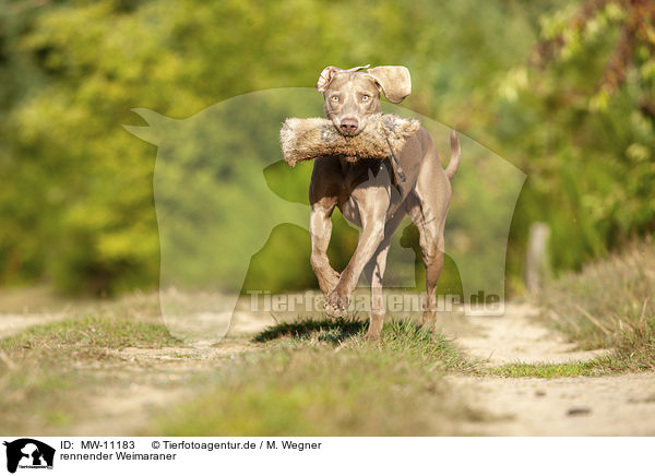 rennender Weimaraner / running Weimaraner / MW-11183