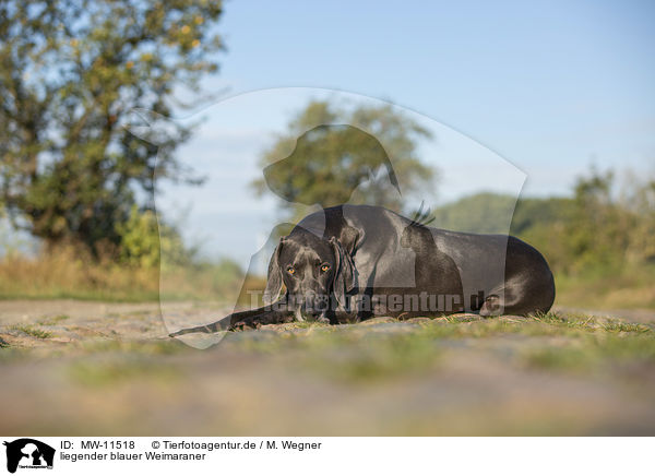 liegender blauer Weimaraner / lying blue Weimaraner / MW-11518