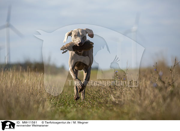 rennender Weimaraner / running Weimaraner / MW-11581