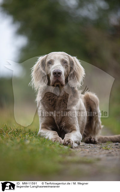 liegender Langhaarweimaraner / lying Longhair Weimaraner / MW-11591