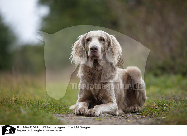liegender Langhaarweimaraner / lying Longhair Weimaraner / MW-11594