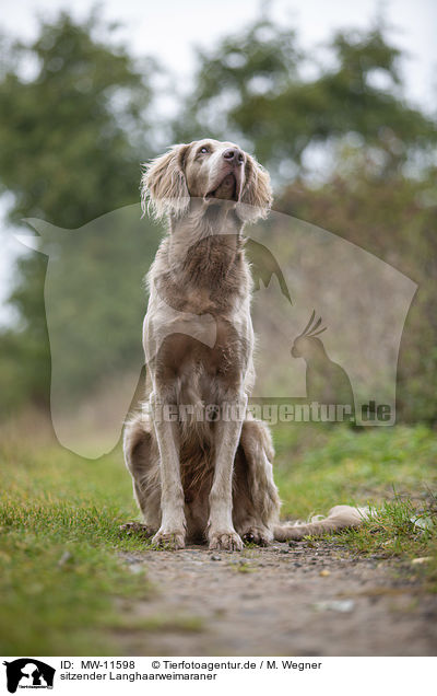 sitzender Langhaarweimaraner / sitting Longhair Weimaraner / MW-11598