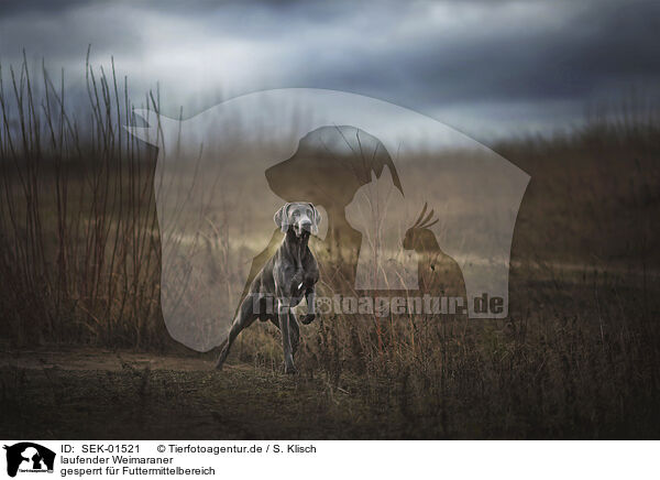 laufender Weimaraner / walking Weimaraner / SEK-01521