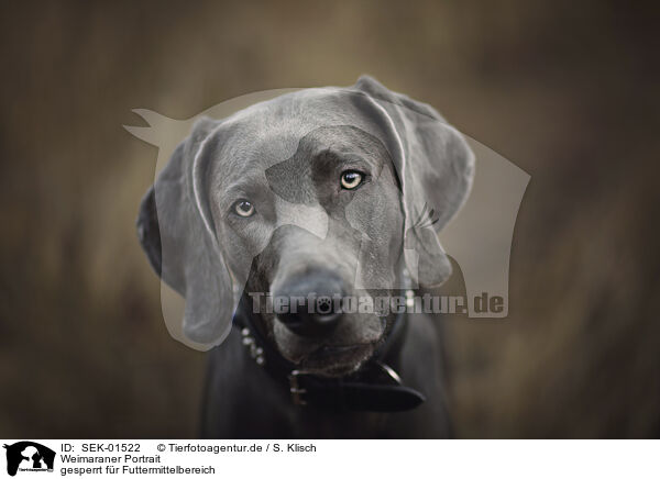 Weimaraner Portrait / Weimaraner portrait / SEK-01522