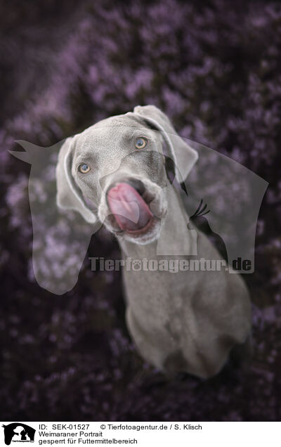 Weimaraner Portrait / Weimaraner portrait / SEK-01527