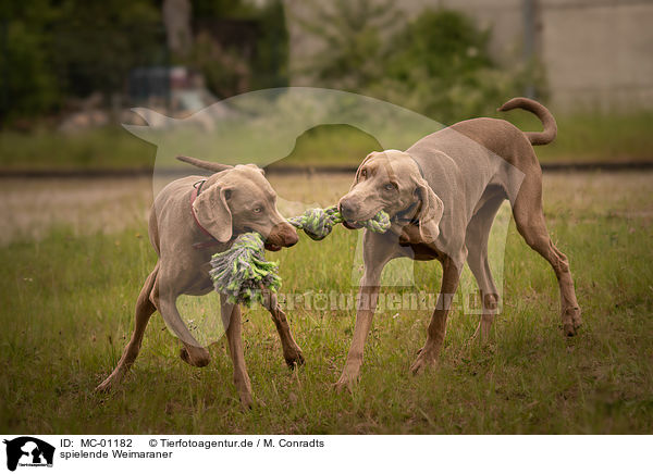 spielende Weimaraner / playing Weimaraner / MC-01182