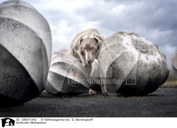 laufender Weimaraner / walking Weimaraner / SIB-01342