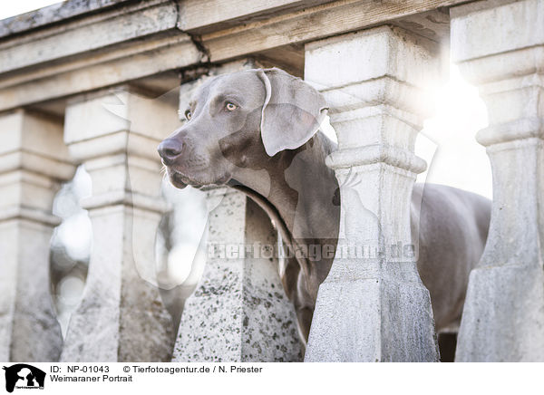 Weimaraner Portrait / Weimaraner Portrait / NP-01043