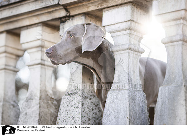 Weimaraner Portrait / Weimaraner Portrait / NP-01044