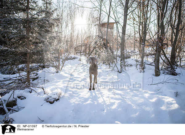 Weimaraner / NP-01097