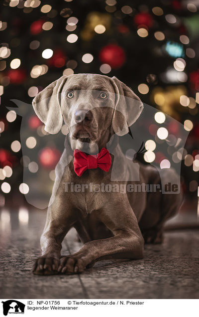 liegender Weimaraner / lying Weimaraner / NP-01756