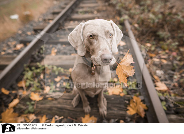 sitzender Weimaraner / sitting Weimaraner / NP-01905