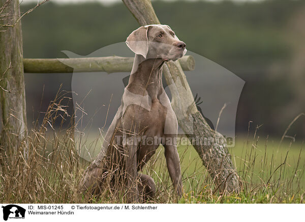 Weimaraner Hndin / MIS-01245