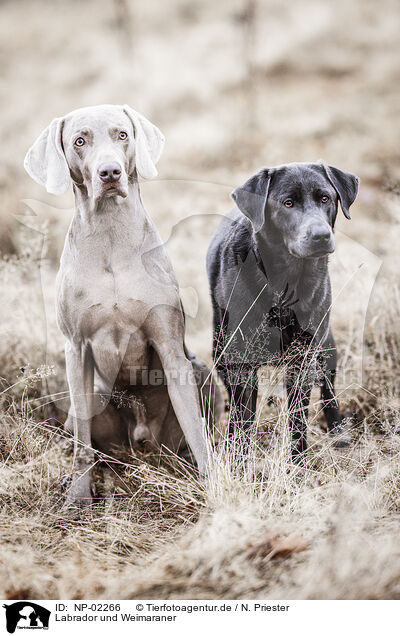 Labrador und Weimaraner / NP-02266