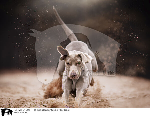 Weimaraner / MT-01295