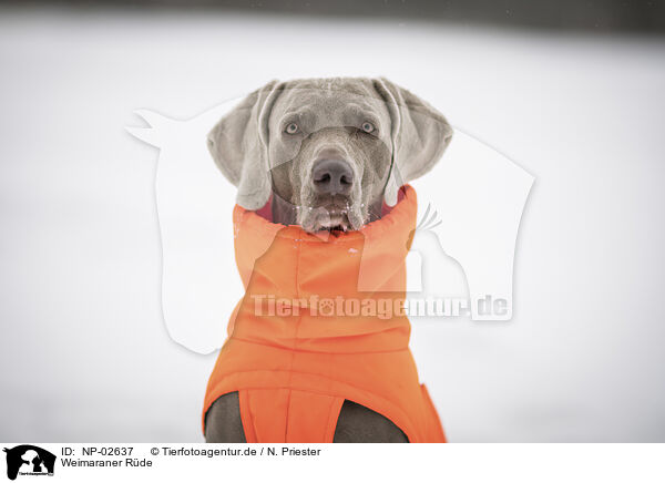 Weimaraner Rde / male Weimaraner / NP-02637