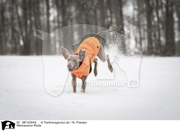 Weimaraner Rde / male Weimaraner / NP-02649