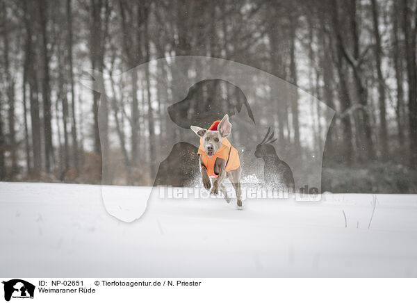 Weimaraner Rde / NP-02651
