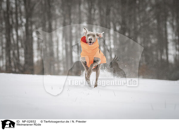 Weimaraner Rde / NP-02652