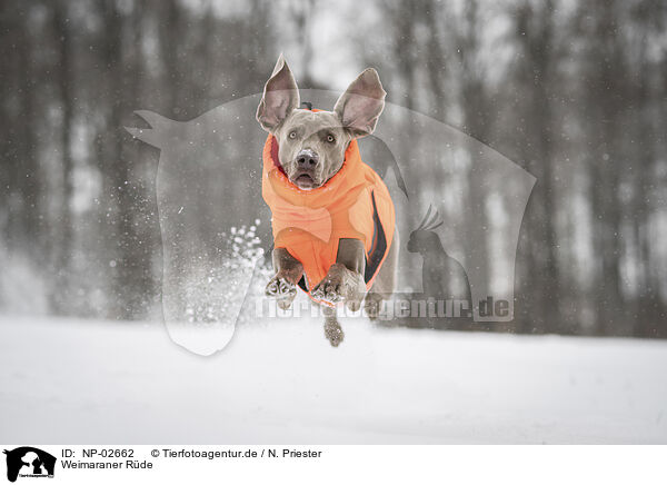 Weimaraner Rde / male Weimaraner / NP-02662