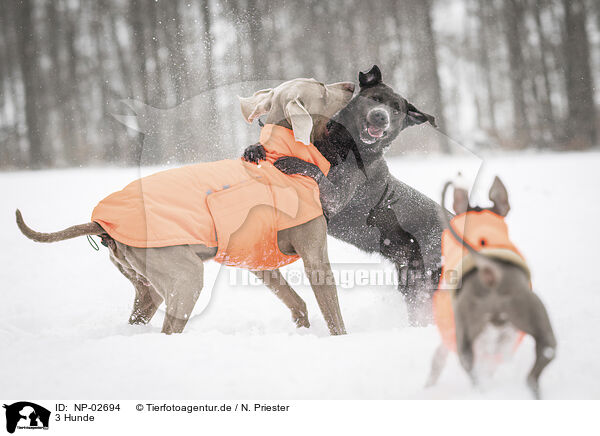 3 Hunde / 3 dogs / NP-02694