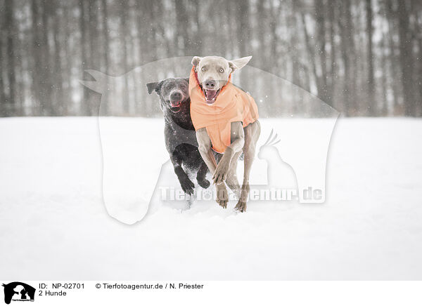 2 Hunde / 2 dogs / NP-02701