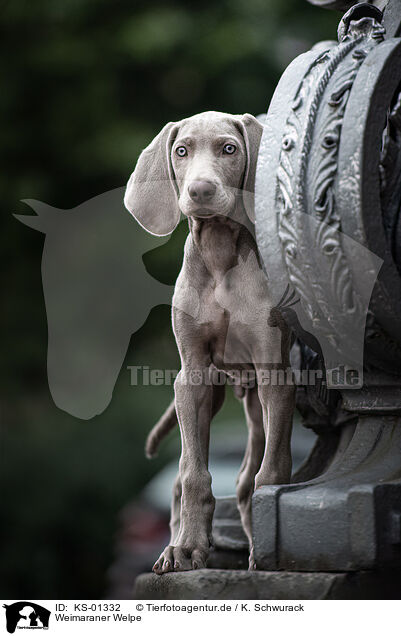 Weimaraner Welpe / Weimaraner Puppy / KS-01332