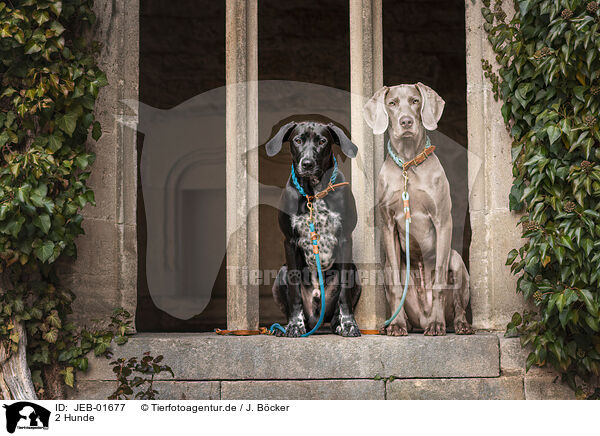 2 Hunde / 2 dogs / JEB-01677