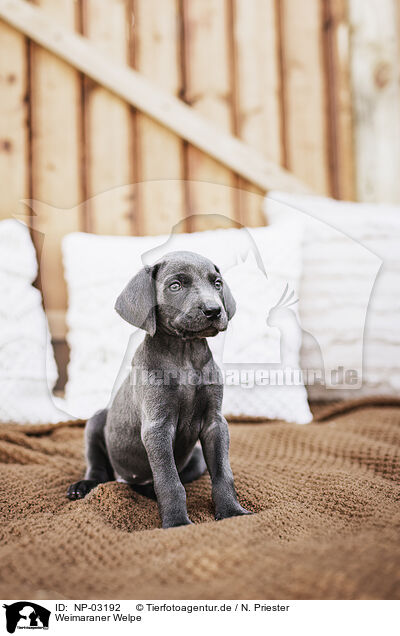 Weimaraner Welpe / Weimaraner Puppy / NP-03192