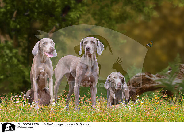 Weimaraner / Weimaraner / SST-22279