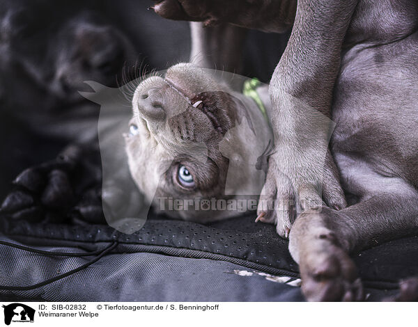 Weimaraner Welpe / Weimaraner Puppy / SIB-02832