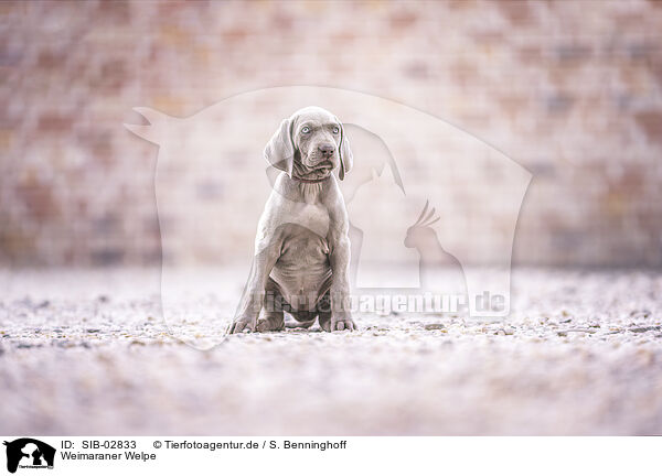 Weimaraner Welpe / Weimaraner Puppy / SIB-02833