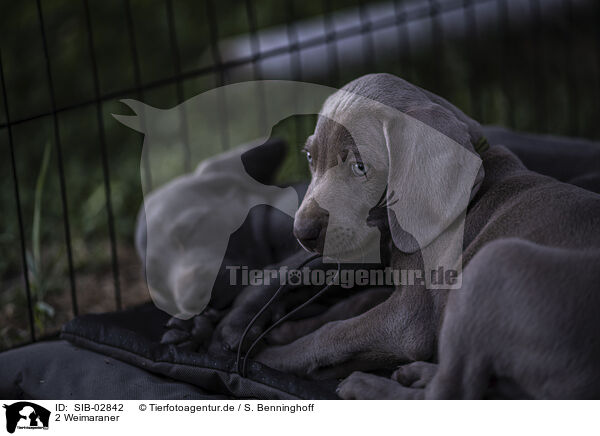 2 Weimaraner / 2 Weimaraner / SIB-02842