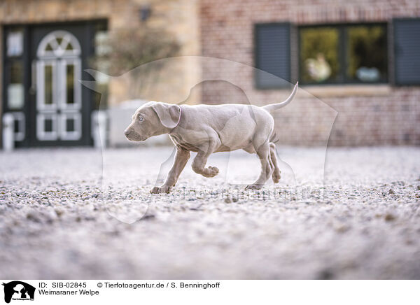 Weimaraner Welpe / Weimaraner Puppy / SIB-02845