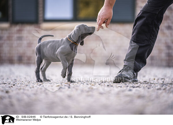 Weimaraner Welpe / Weimaraner Puppy / SIB-02846