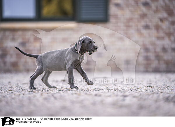 Weimaraner Welpe / Weimaraner Puppy / SIB-02852