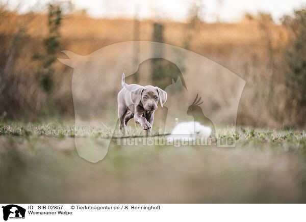 Weimaraner Welpe / Weimaraner Puppy / SIB-02857
