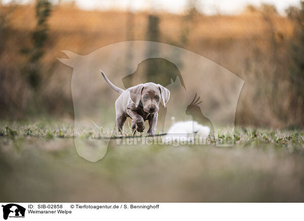 Weimaraner Welpe / Weimaraner Puppy / SIB-02858