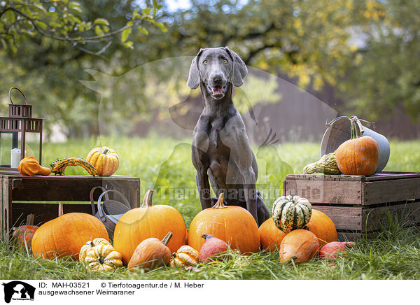 ausgewachsener Weimaraner / adult Weimaraner / MAH-03521