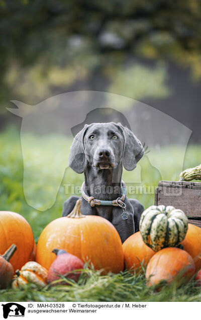 ausgewachsener Weimaraner / adult Weimaraner / MAH-03528